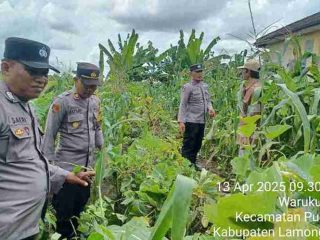 Program P2B: AKP Su'ud Cek Langsung Pekarangan Pangan Bergizi di Desa Warukulon