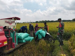 Babinsa Koramil 0812/12 Modo Dampingi Serapan Gabah di Desa Sumbungrejo