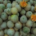 Smart Screen House, Inovasi Petani Desa Sumberkerep untuk Budidaya Melon