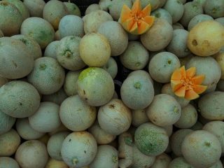 Smart Screen House, Inovasi Petani Desa Sumberkerep untuk Budidaya Melon