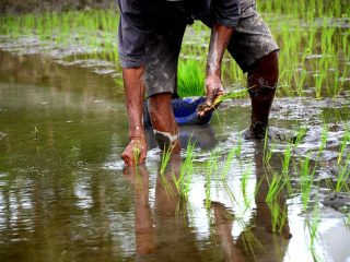 Ketersediaan Air Menjadi Tantangan Petani Desa Lawanganagung