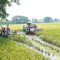Bupati Lamongan Ikuti Panen Raya Serentak Bersama 14 Provinsi di Indonesia