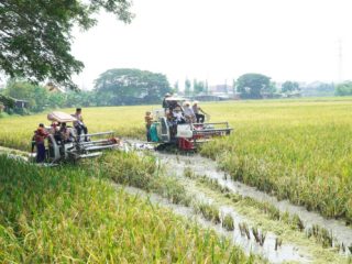 Bupati Lamongan Ikuti Panen Raya Serentak Bersama 14 Provinsi di Indonesia