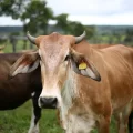 Jelang Iduladha, Harga Sapi Kurban di Lamongan Naik Hingga Rp2 Juta