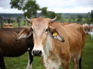 Jelang Iduladha, Harga Sapi Kurban di Lamongan Naik Hingga Rp2 Juta