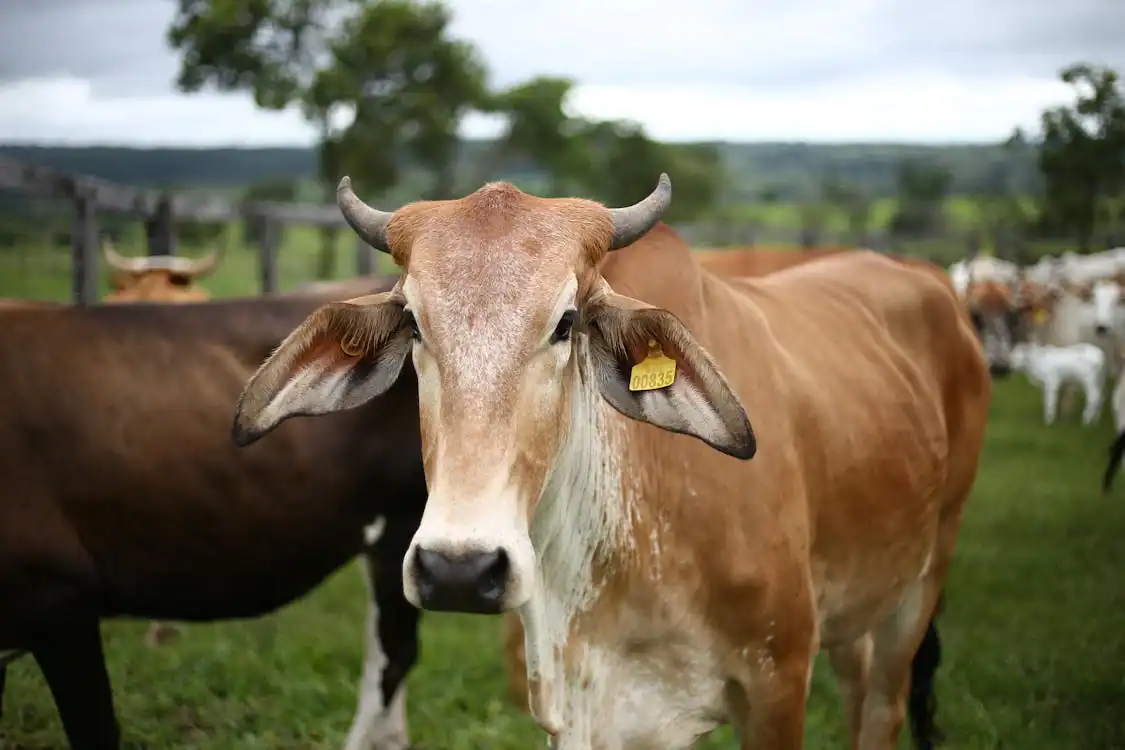 Jelang Iduladha, Harga Sapi Kurban di Lamongan Naik Hingga Rp2 Juta