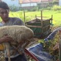 Menjelang Iduladha, Penjual Hewan Kurban Dadakan Ramai di Lamongan