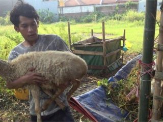 Menjelang Iduladha, Penjual Hewan Kurban Dadakan Ramai di Lamongan
