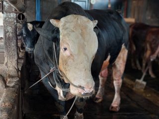 Sapi Belgian Blue Milik Peternak Lamongan Jadi Hewan Kurban Presiden Prabowo