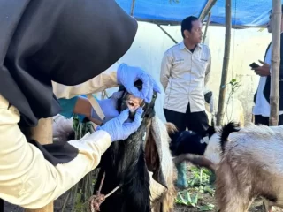 Jelang Iduladha, Disnakeswan Lamongan Awasi Kesehatan Hewan Kurban
