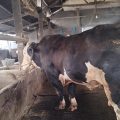 Presiden Prabowo Borong Tiga Sapi dari Lamongan untuk Kurban Iduladha