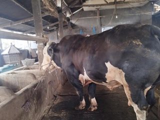 Presiden Prabowo Borong Tiga Sapi dari Lamongan untuk Kurban Iduladha