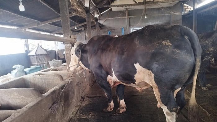 Presiden Prabowo Borong Tiga Sapi dari Lamongan untuk Kurban Iduladha