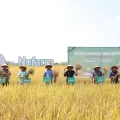 PT Nufarm Indonesia Genjot Produktivitas Pertanian Lewat Zona Panen Melimpah
