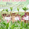 Panen Raya Tembakau di Lamongan, Harga Jual Capai Rp47 Ribu per Kg