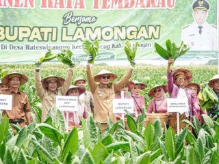 Panen Raya Tembakau di Lamongan, Harga Jual Capai Rp47 Ribu per Kg