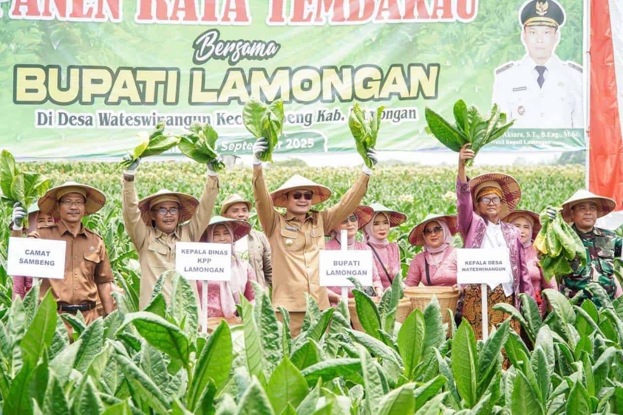 Panen Raya Tembakau di Lamongan, Harga Jual Capai Rp47 Ribu per Kg
