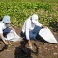 Pemkab Lamongan Targetkan Indeks Kualitas Air Naik Jadi 65 Lewat Aksi Bersih Sungai