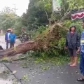 Hujan Deras Disertai Angin Kencang Terjang Lamongan, Pohon Tumbang Timpa RSUD Ngimbang