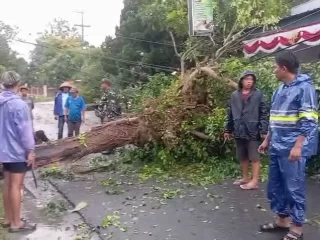 Hujan Deras Disertai Angin Kencang Terjang Lamongan, Pohon Tumbang Timpa RSUD Ngimbang