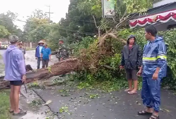 Hujan Deras Disertai Angin Kencang Terjang Lamongan, Pohon Tumbang Timpa RSUD Ngimbang