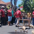 Peternak Ayam Broiler Lamongan Demo, Protes Gangguan Oknum Aparat
