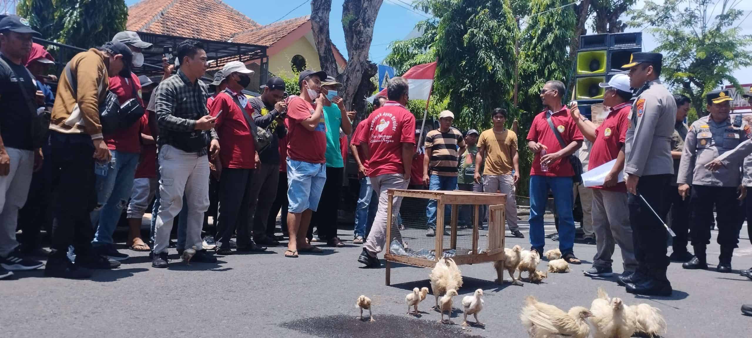 Peternak Ayam Broiler Lamongan Demo, Protes Gangguan Oknum Aparat