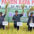 Panen Raya Ketiga di Desa Plumpang, Harga Gabah Tembus Rp7.200/Kg
