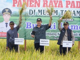 Panen Raya Ketiga di Desa Plumpang, Harga Gabah Tembus Rp7.200/Kg