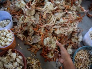 PPN Brondong Sosialisasikan Aturan CoA untuk Ekspor Rajungan ke Amerika Serikat