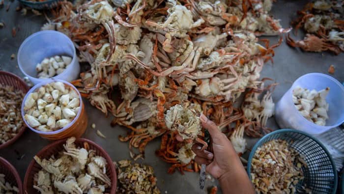 PPN Brondong Sosialisasikan Aturan CoA untuk Ekspor Rajungan ke Amerika Serikat